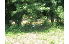 Property photo 25 - 27 Acres offered in 2 Tracts or Combination, Former U.A.W. Hall